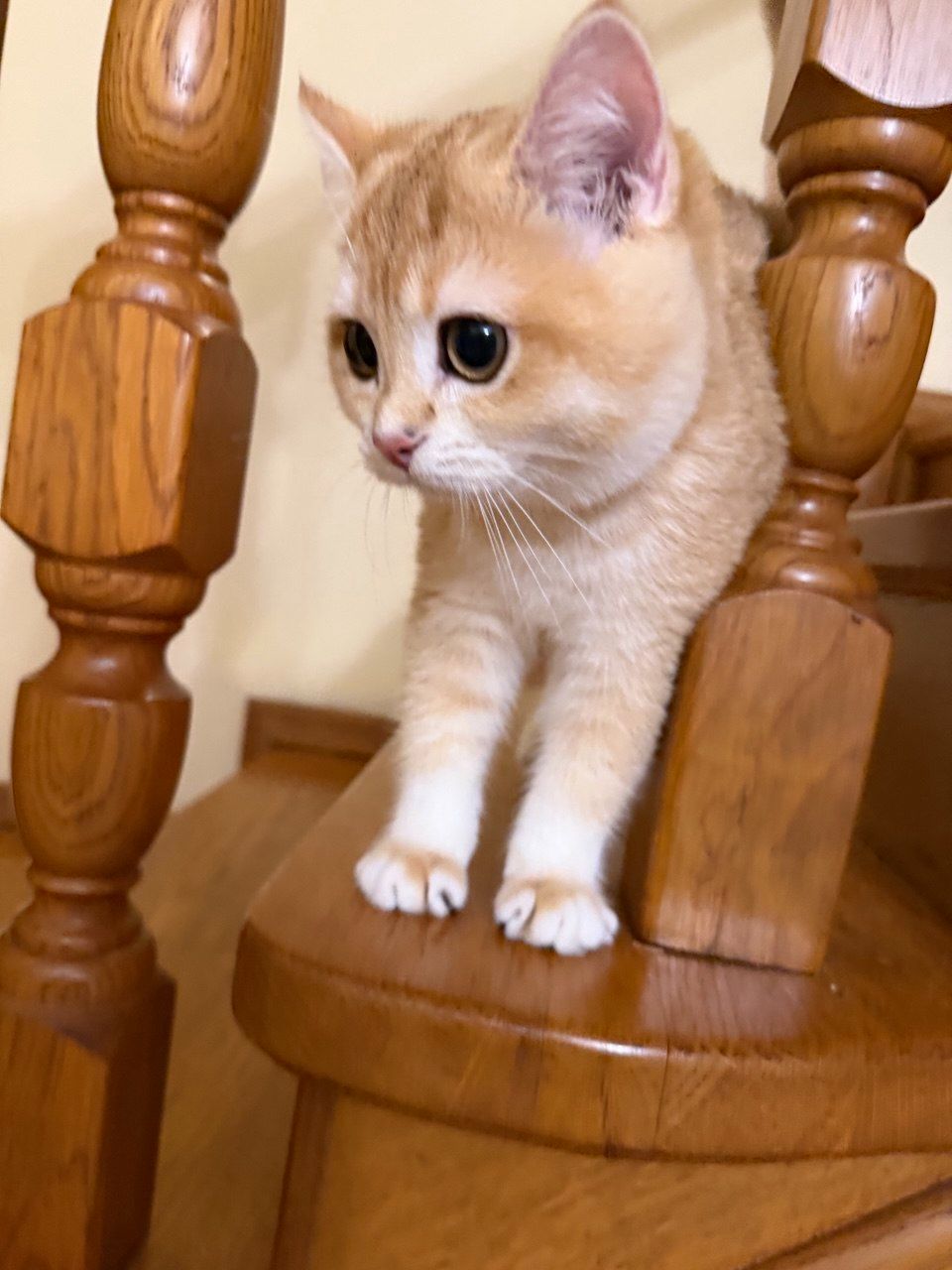 Золотий хлопчик з зеленими очима