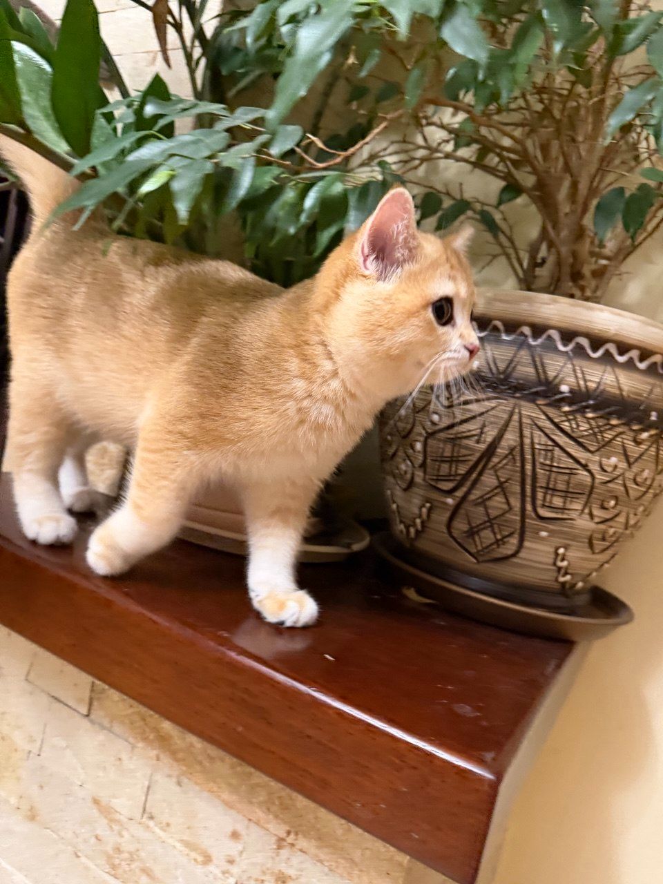 Золотий хлопчик з зеленими очима