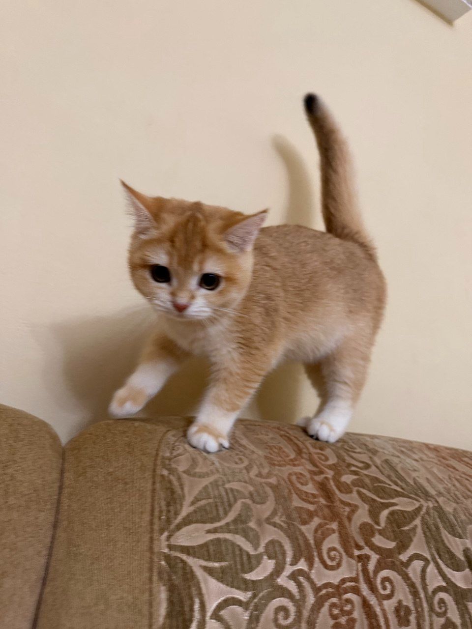 Золотий хлопчик з зеленими очима