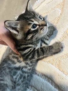 Кошенята