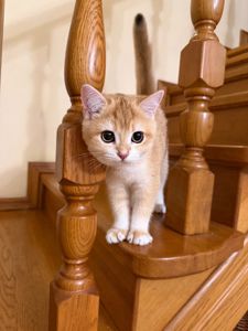 Золотий хлопчик з зеленими очима