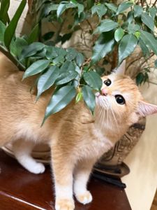 Золотий хлопчик з зеленими очима