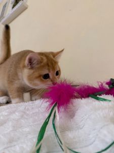 Золотий хлопчик з зеленими очима