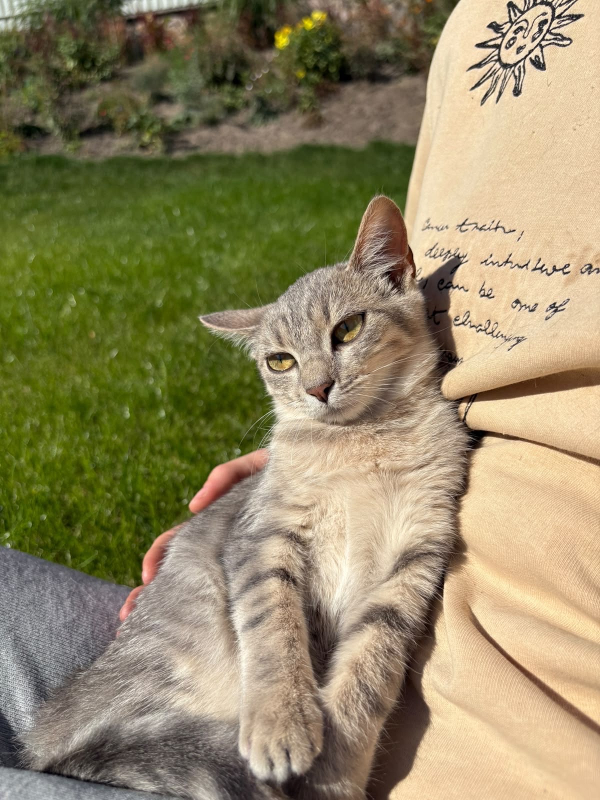 Кошенята шукають люблячі родини