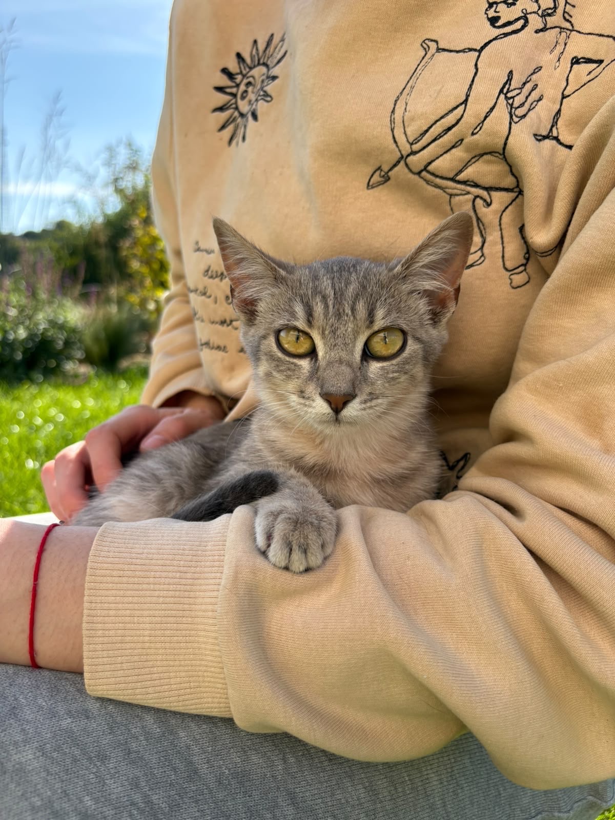 Кошенята шукають люблячі родини