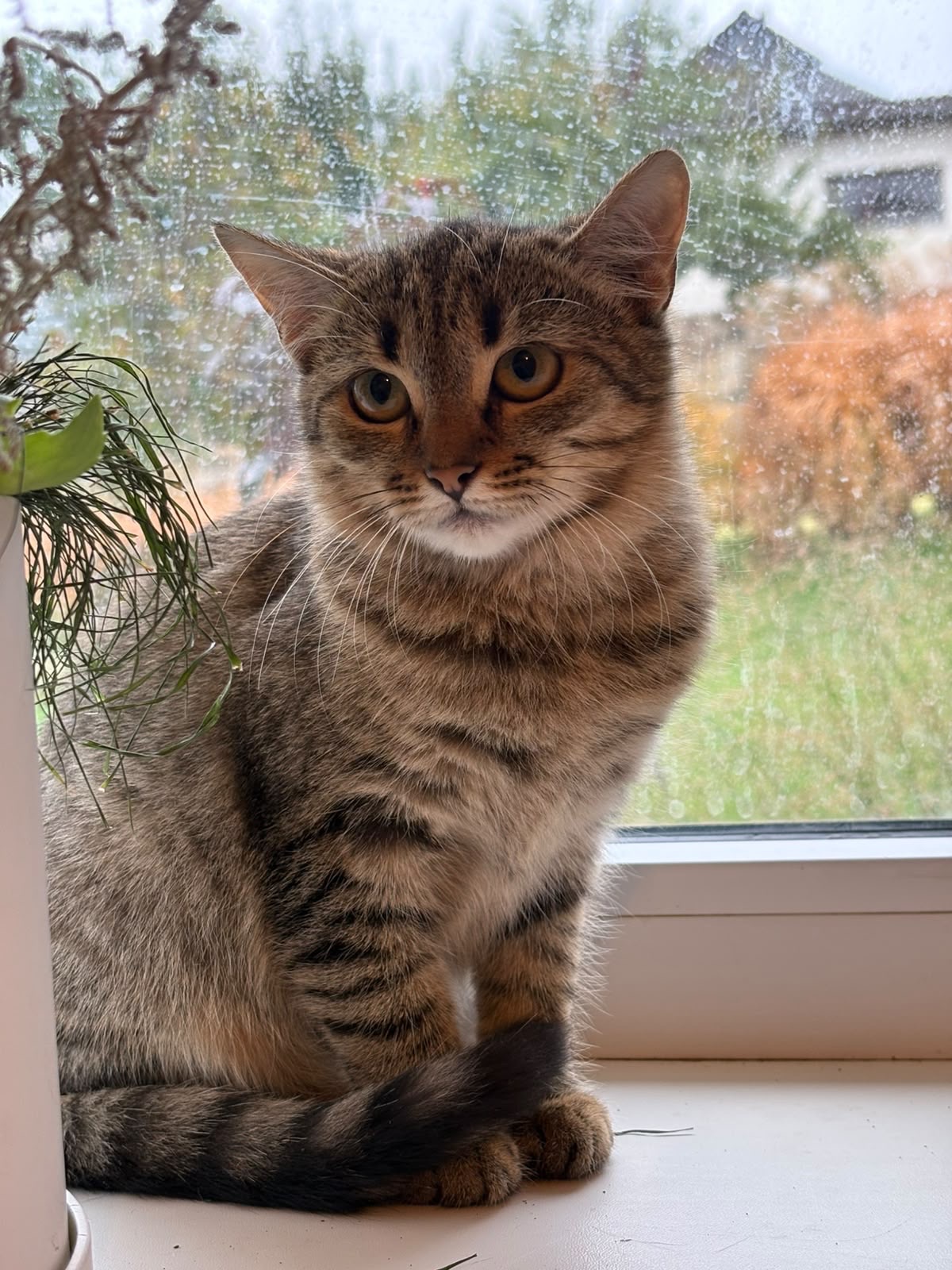 Кошенята шукають люблячі родини