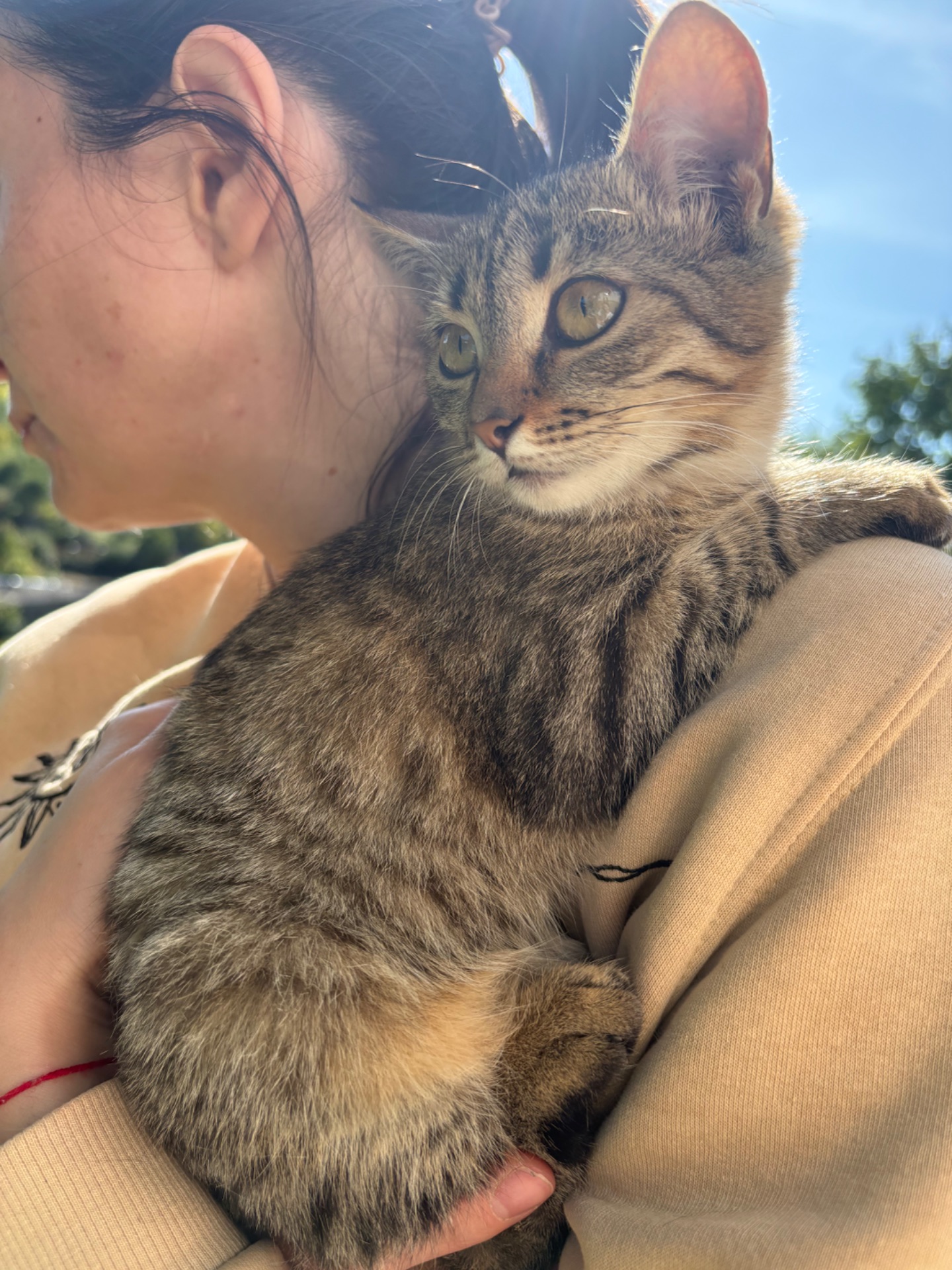 Кошенята шукають люблячі родини