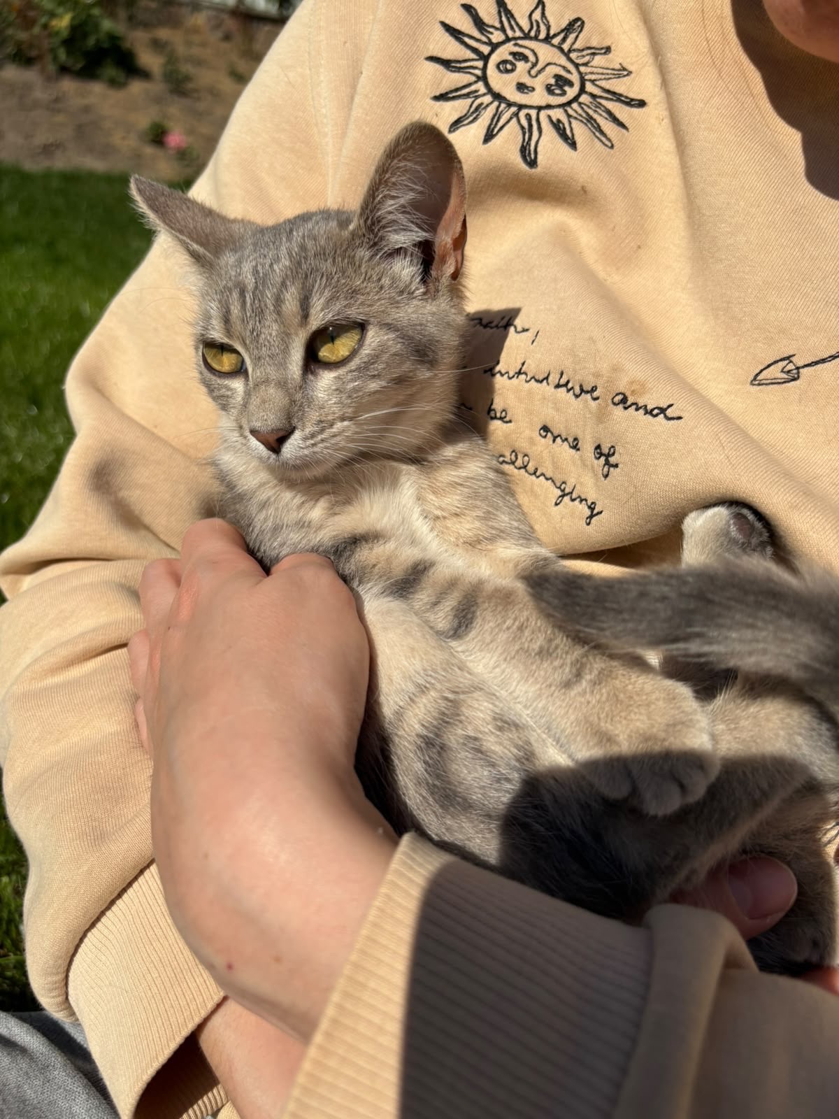 Кошенята шукають люблячі родини