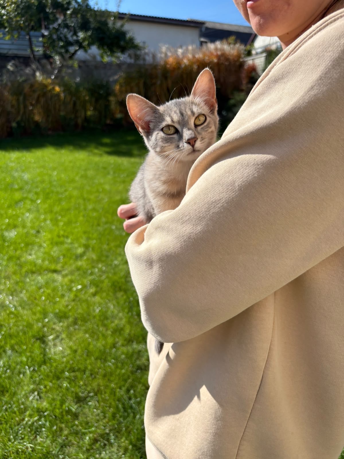 Кошенята шукають люблячі родини