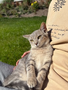 Кошенята шукають люблячі родини