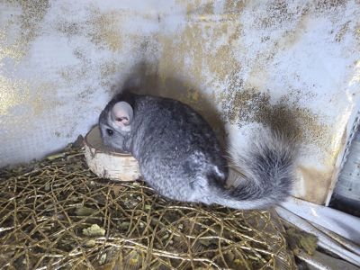 Недорогие Шиншиллята и Шиншиллы