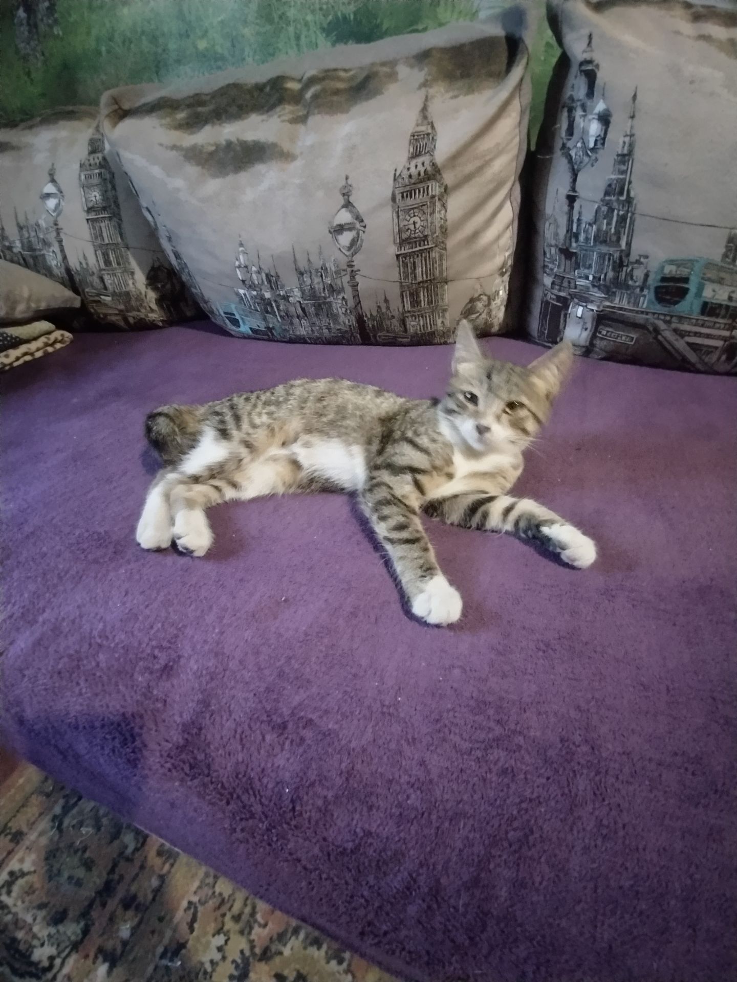 Отдам котенка в хорошие руки