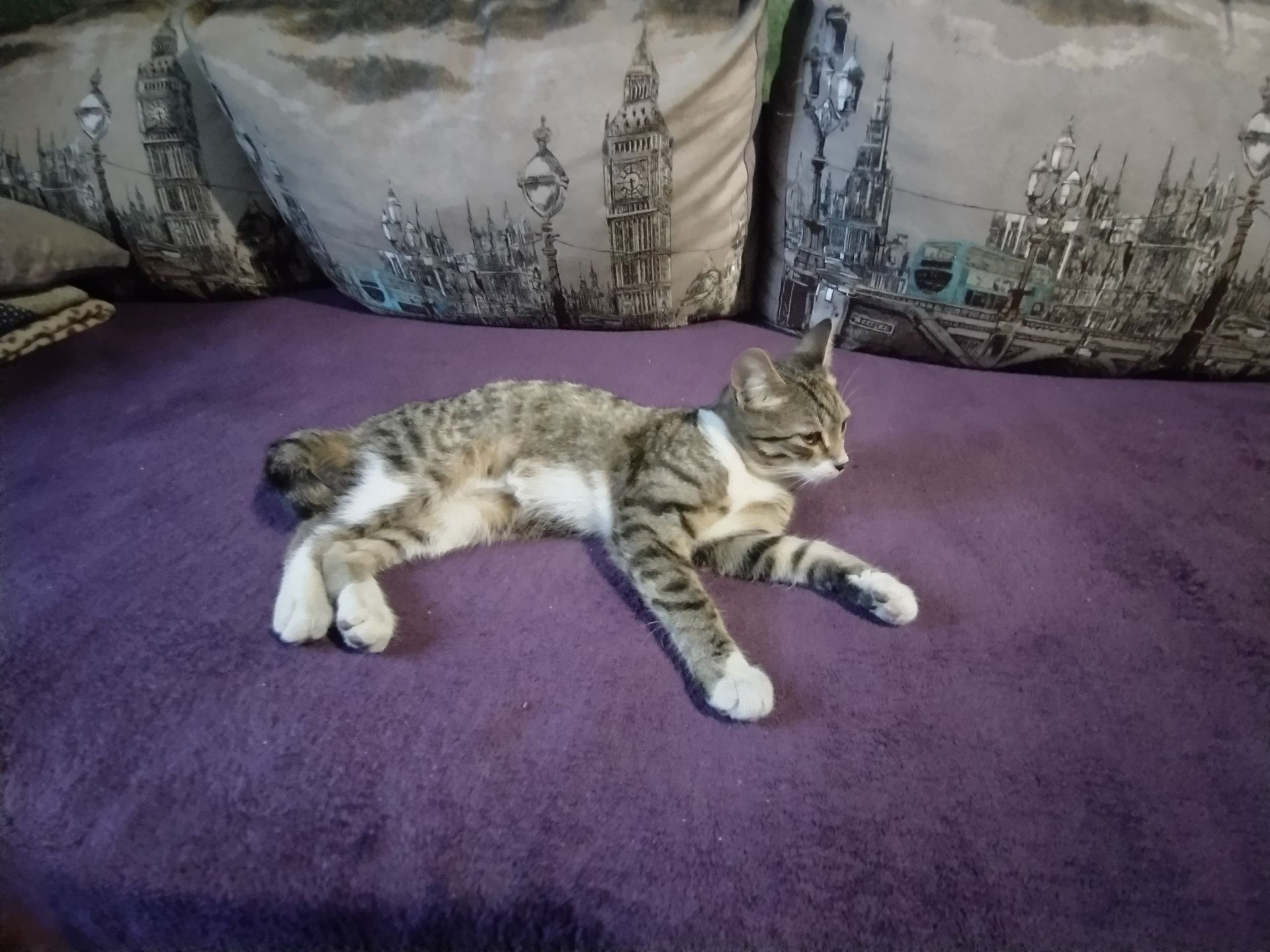 Отдам котенка в хорошие руки