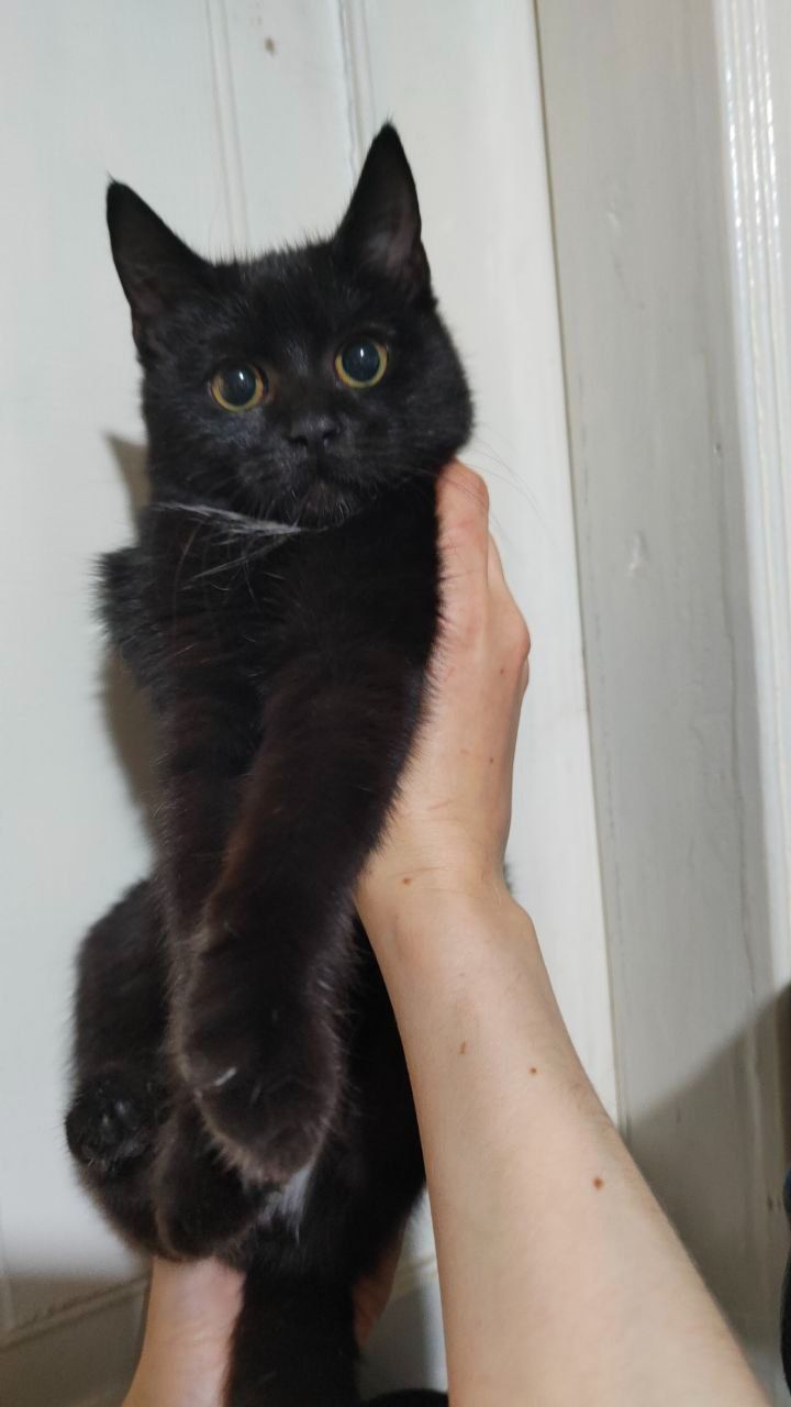 Кошеня-дівчинка
