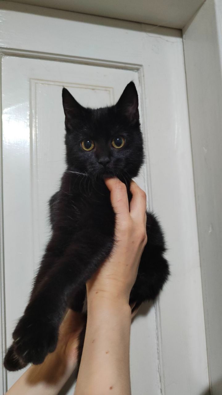 Кошеня-хлопчик