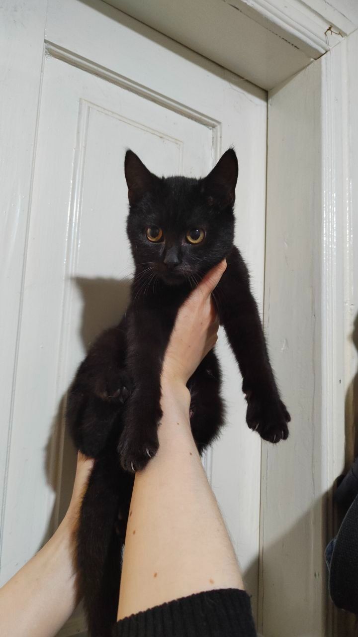 Кошеня-хлопчик