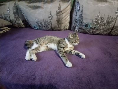 Отдам котенка в хорошие руки