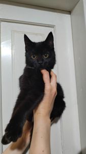 Кошеня-хлопчик