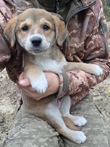 Шукають дім дві чудові дівчинки 🐾