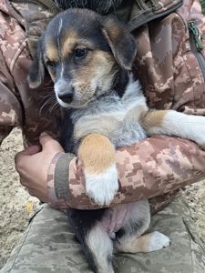 Шукають дім дві чудові дівчинки 🐾