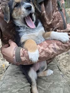 Шукають дім дві чудові дівчинки 🐾