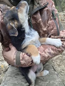 Шукають дім дві чудові дівчинки 🐾