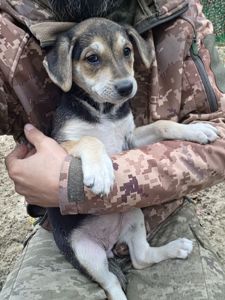 Шукають дім дві чудові дівчинки 🐾