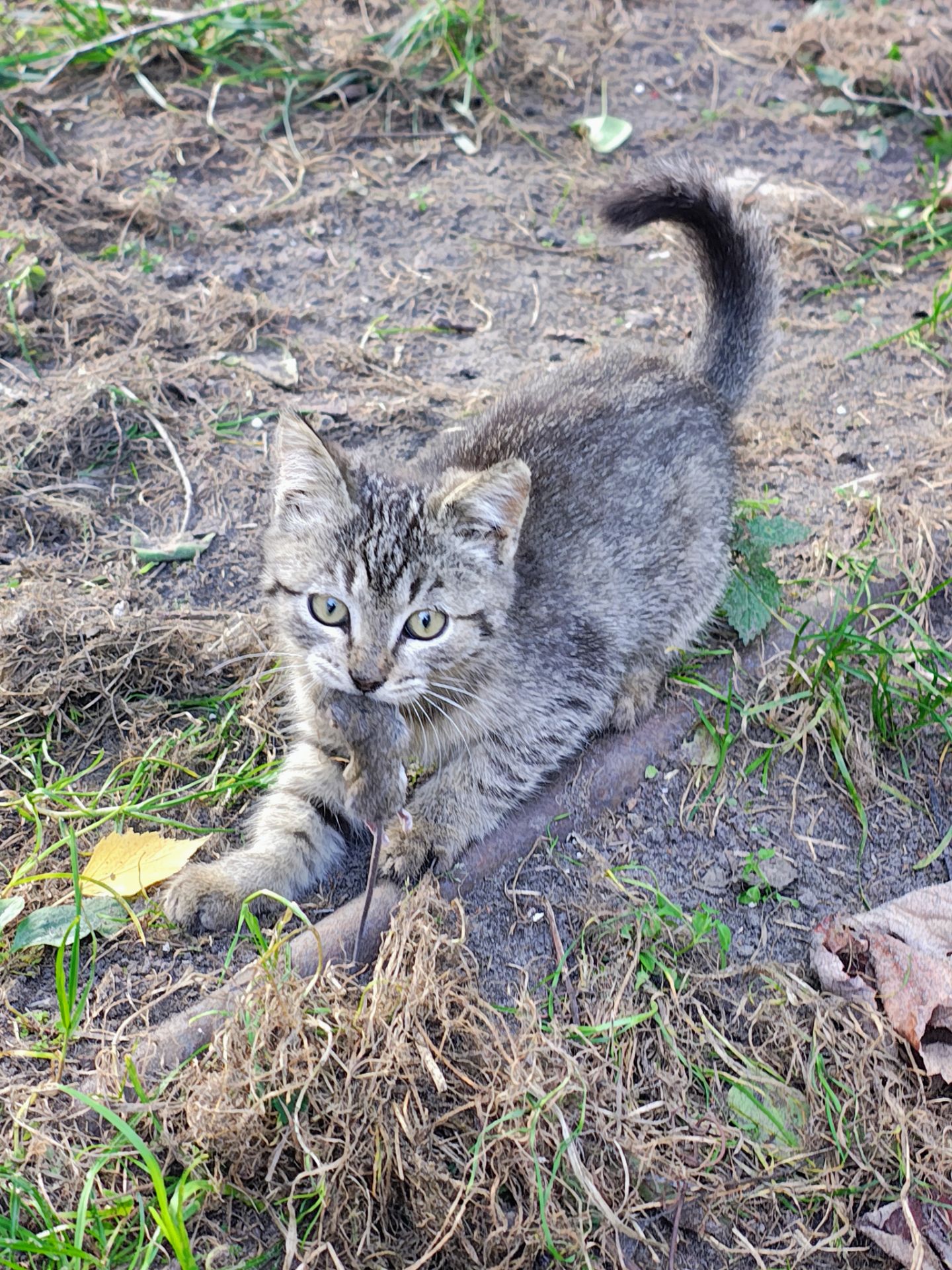Кошенята