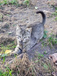 Кошенята