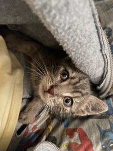 котенок, спасенный с ужасных условий завода, несколько недель отроду