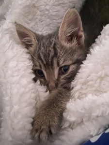 котенок, спасенный с ужасных условий завода, несколько недель отроду