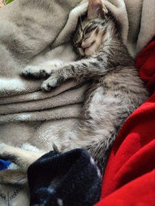 котенок, спасенный с ужасных условий завода, несколько недель отроду