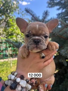 Продаж французьких бульдогів