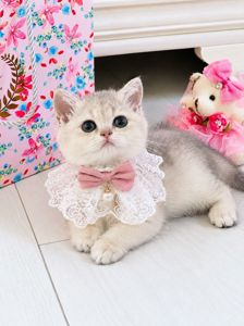 Британська золота шиншилла