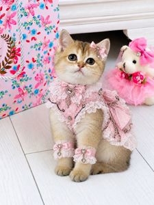 Британська золота шиншилла