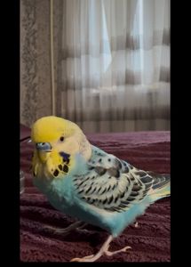 Хвилястий хлопчик