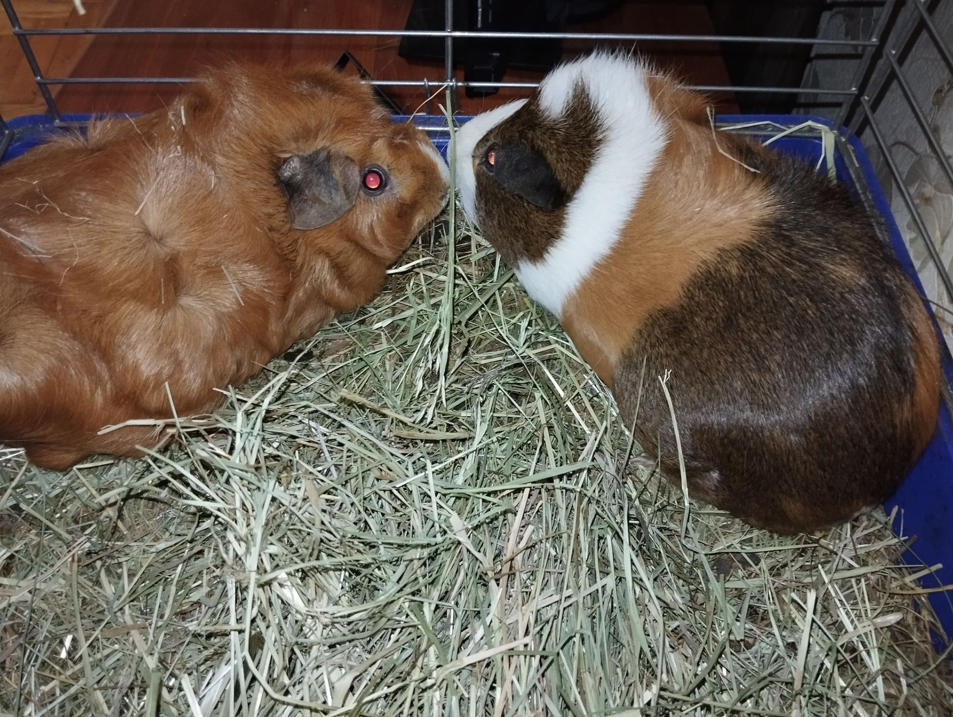 🐹 В добрые руки морских свинок!