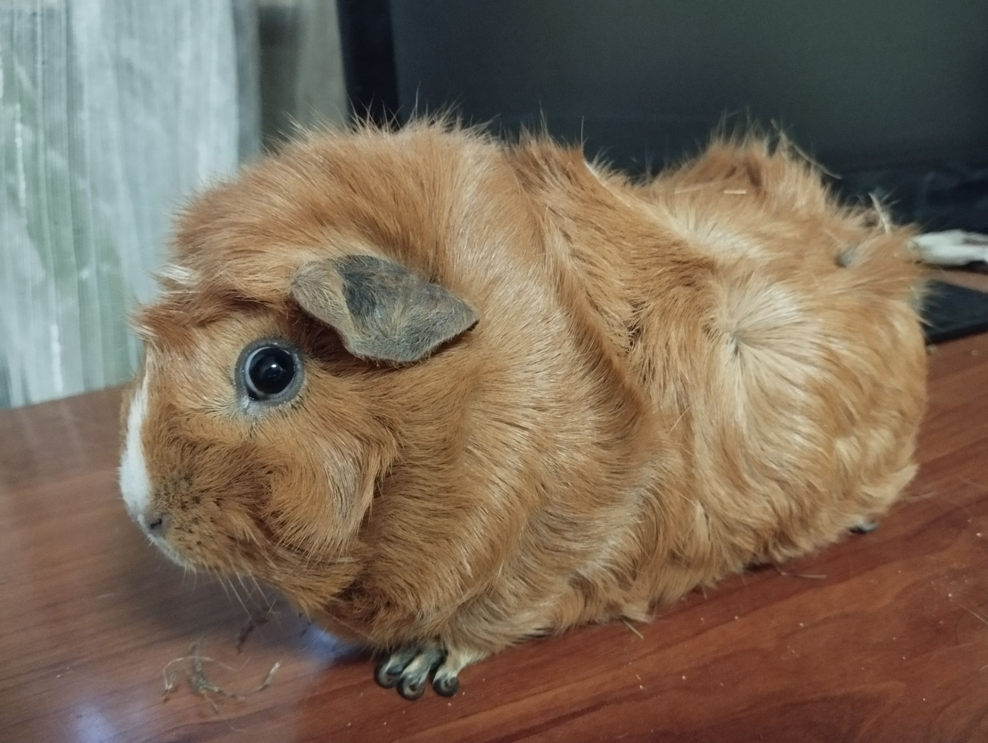 🐹 В добрые руки морских свинок!