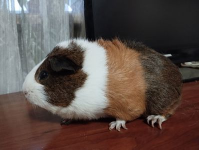🐹 В добрые руки морских свинок!