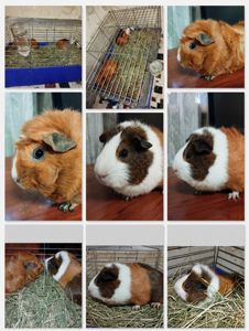 🐹 В добрые руки морских свинок!