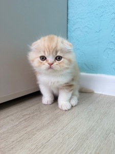 Котик шотландський