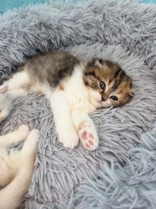 Кішечка шотландська
