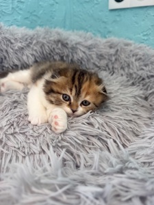 Кішечка шотландська