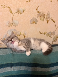 Продам котеня