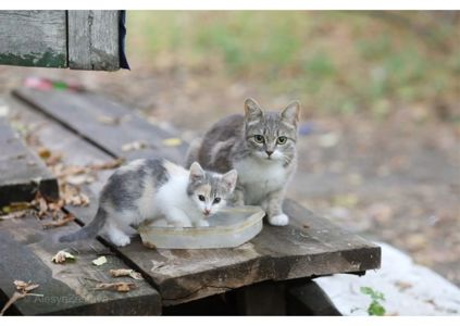 ДВІ МАМИ ТА КОШЕНЯТА ТЕРМІНОВО ШУКАЮТЬ СІМ'Ї!