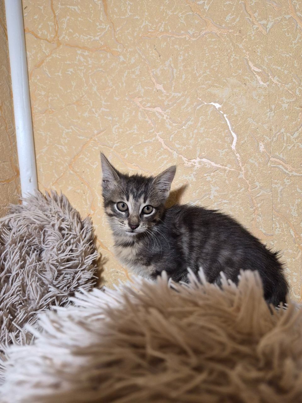 Сірий котик шукає родину