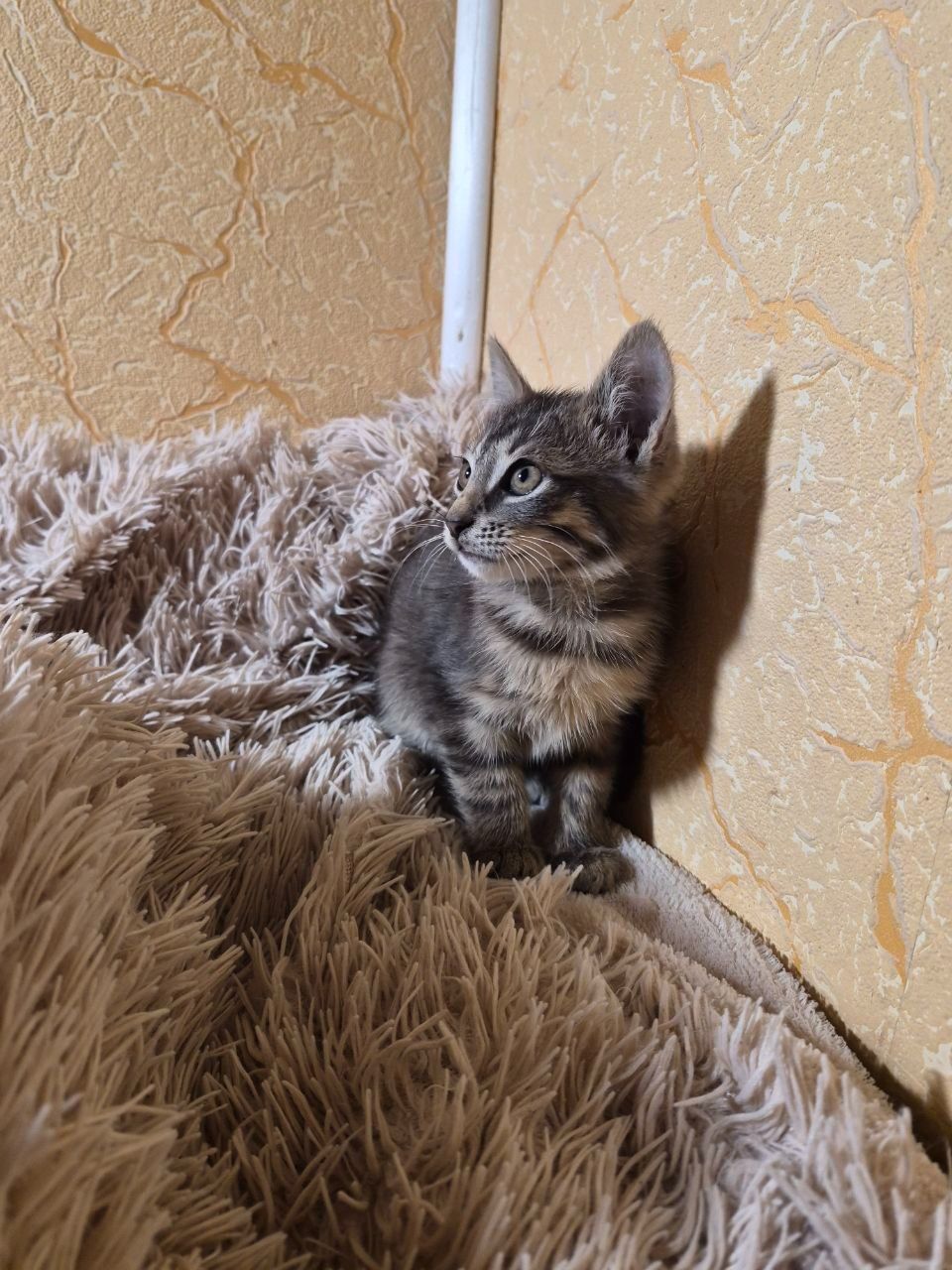 Сірий котик шукає родину