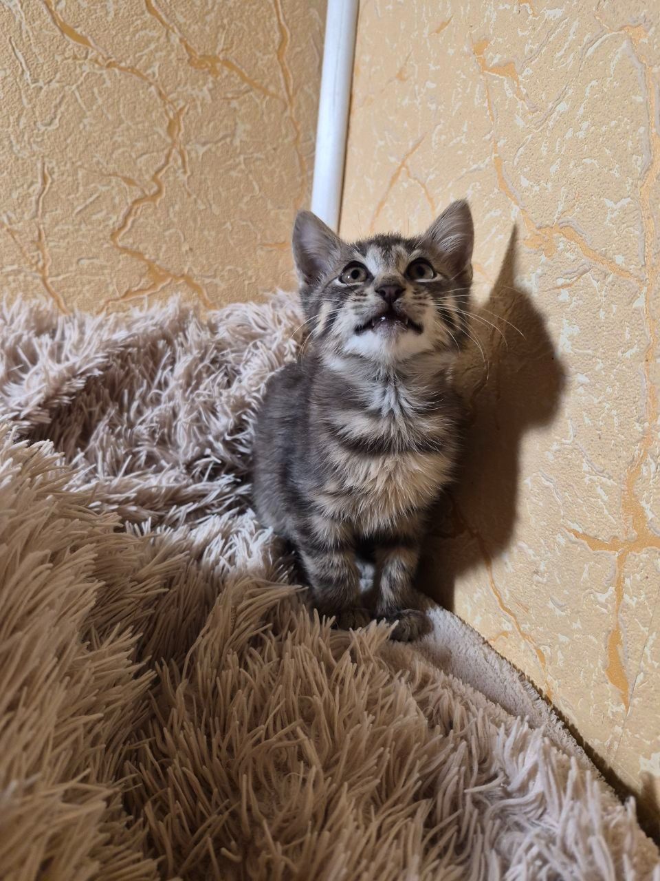 Сірий котик шукає родину