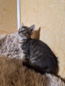 Сірий котик шукає родину