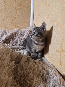 Сірий котик шукає родину